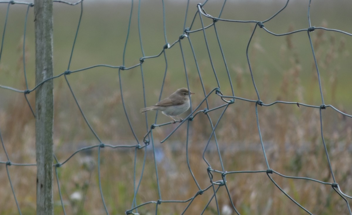 Booted Warbler - ML641894156