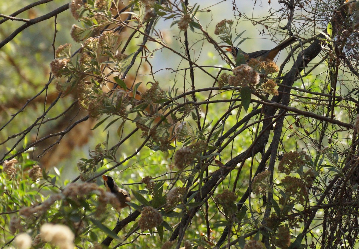 Golden-billed Saltator - ML641894187