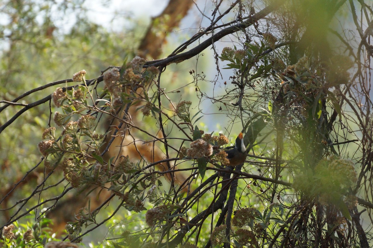 Golden-billed Saltator - ML641894188