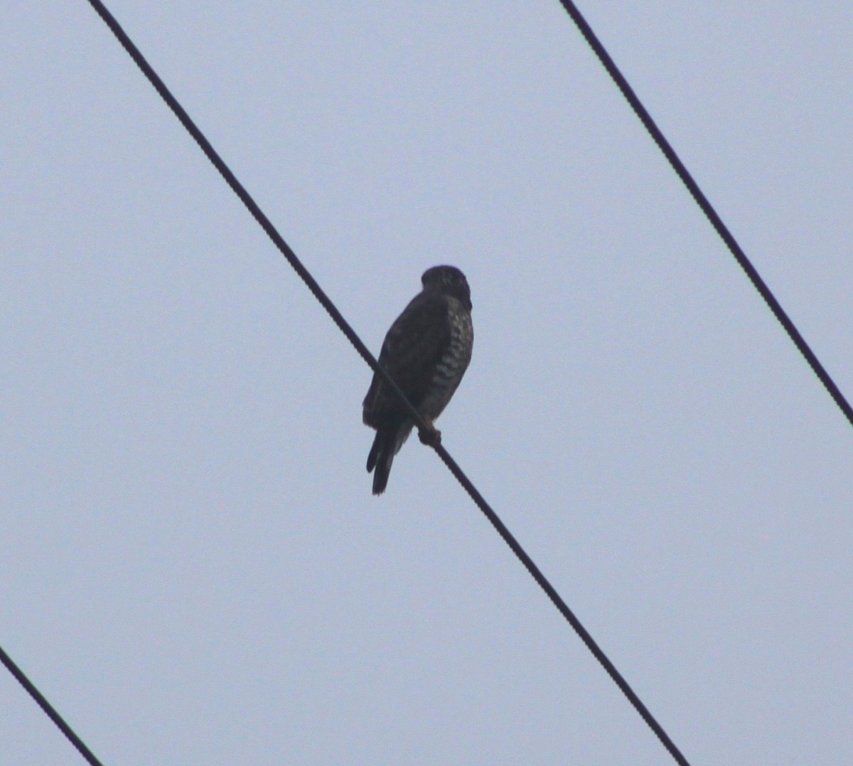 Cooper's Hawk - ML641894200