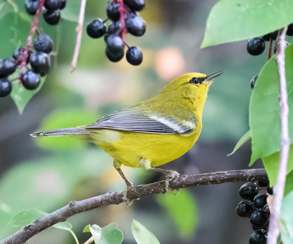 Blue-winged Warbler - ML641894220
