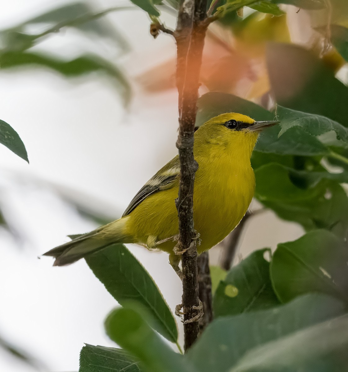 Blue-winged Warbler - ML641894225