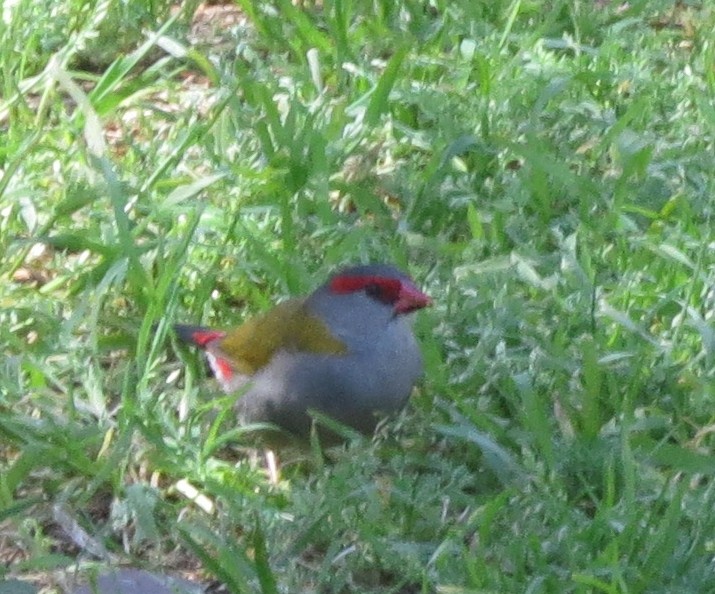 Red-browed Firetail - ML641894252