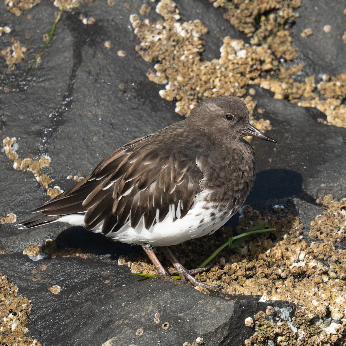Black Turnstone - ML641894272
