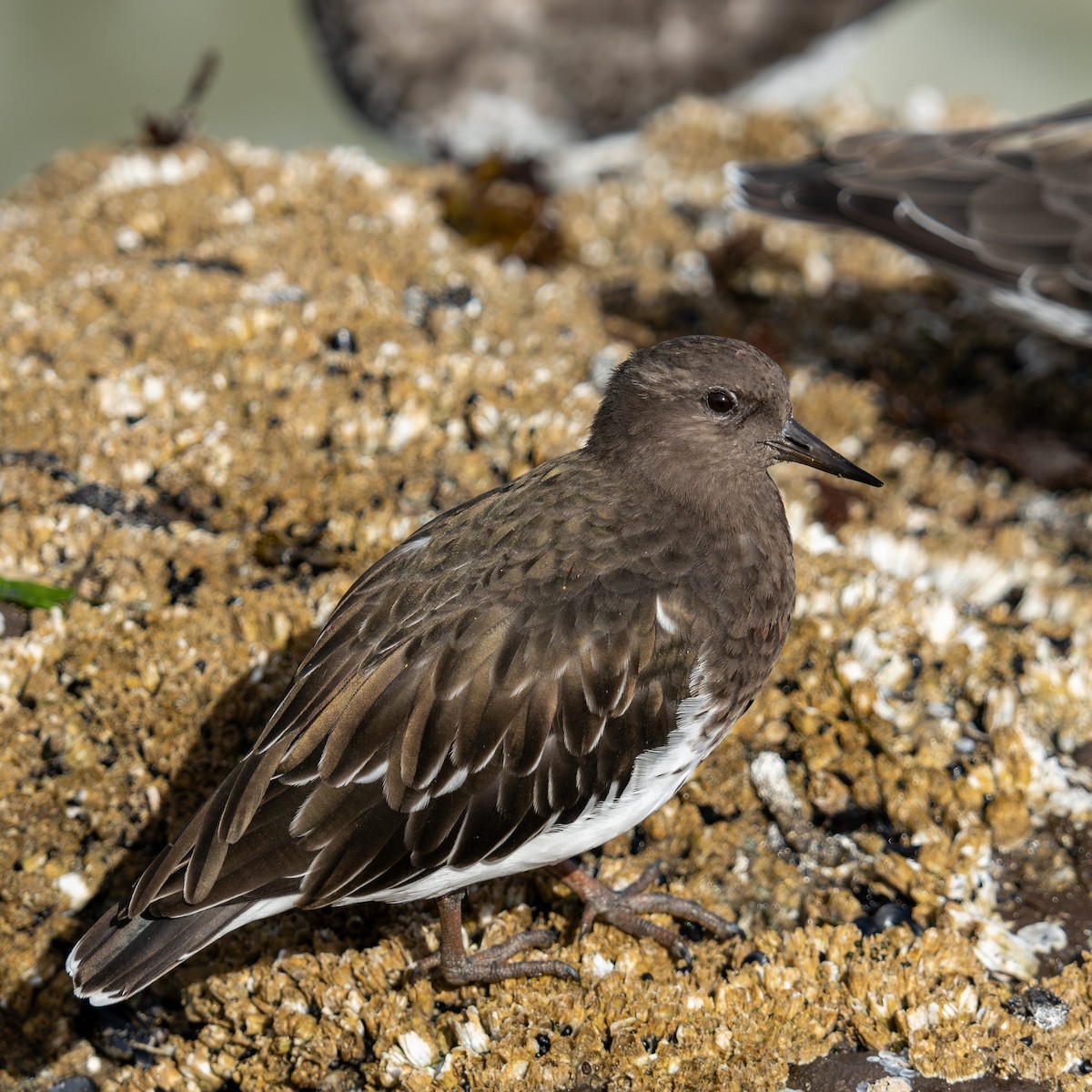 Black Turnstone - ML641894273