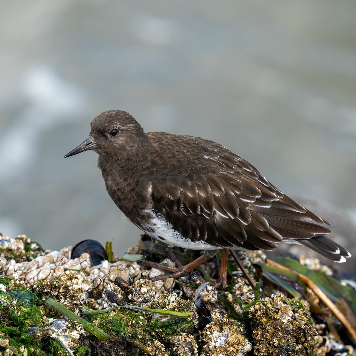 Black Turnstone - ML641894274