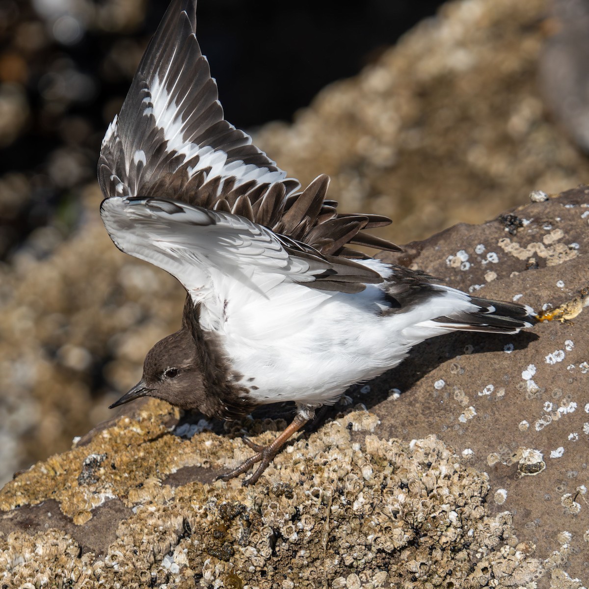 Black Turnstone - ML641894275