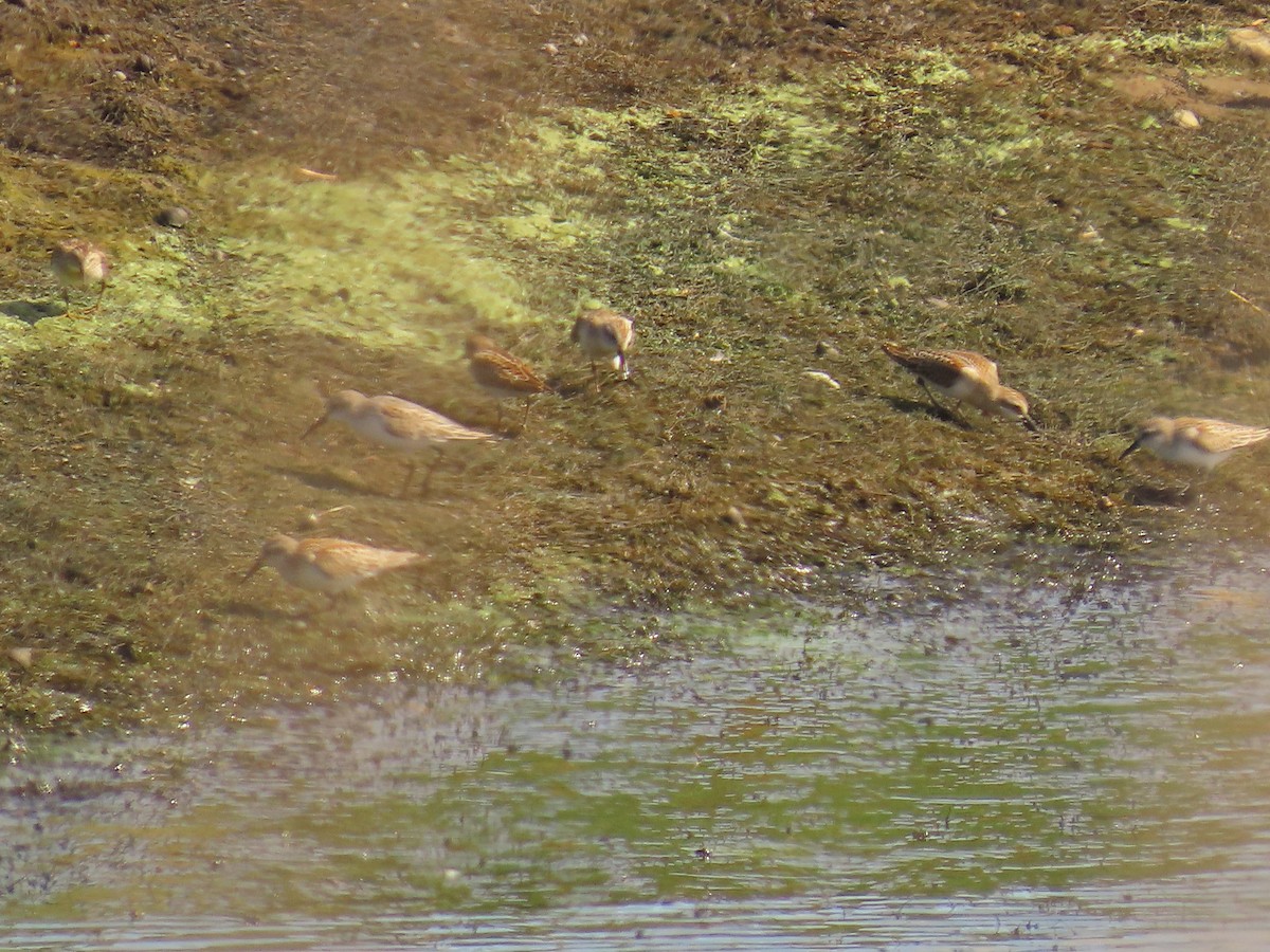 tanımsız küçük kumkuşu (Calidris sp.) - ML641894304