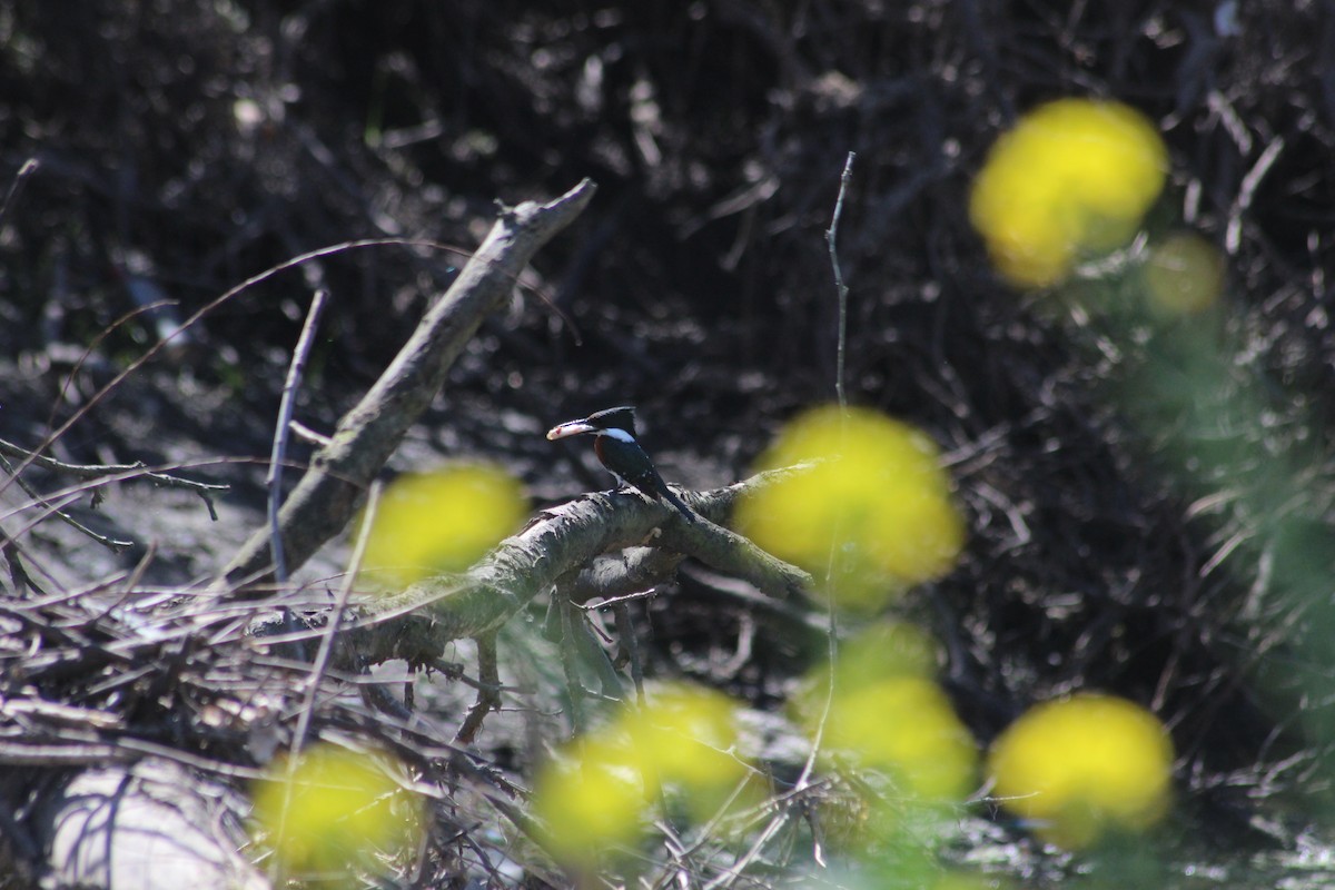 Green Kingfisher - ML641894321
