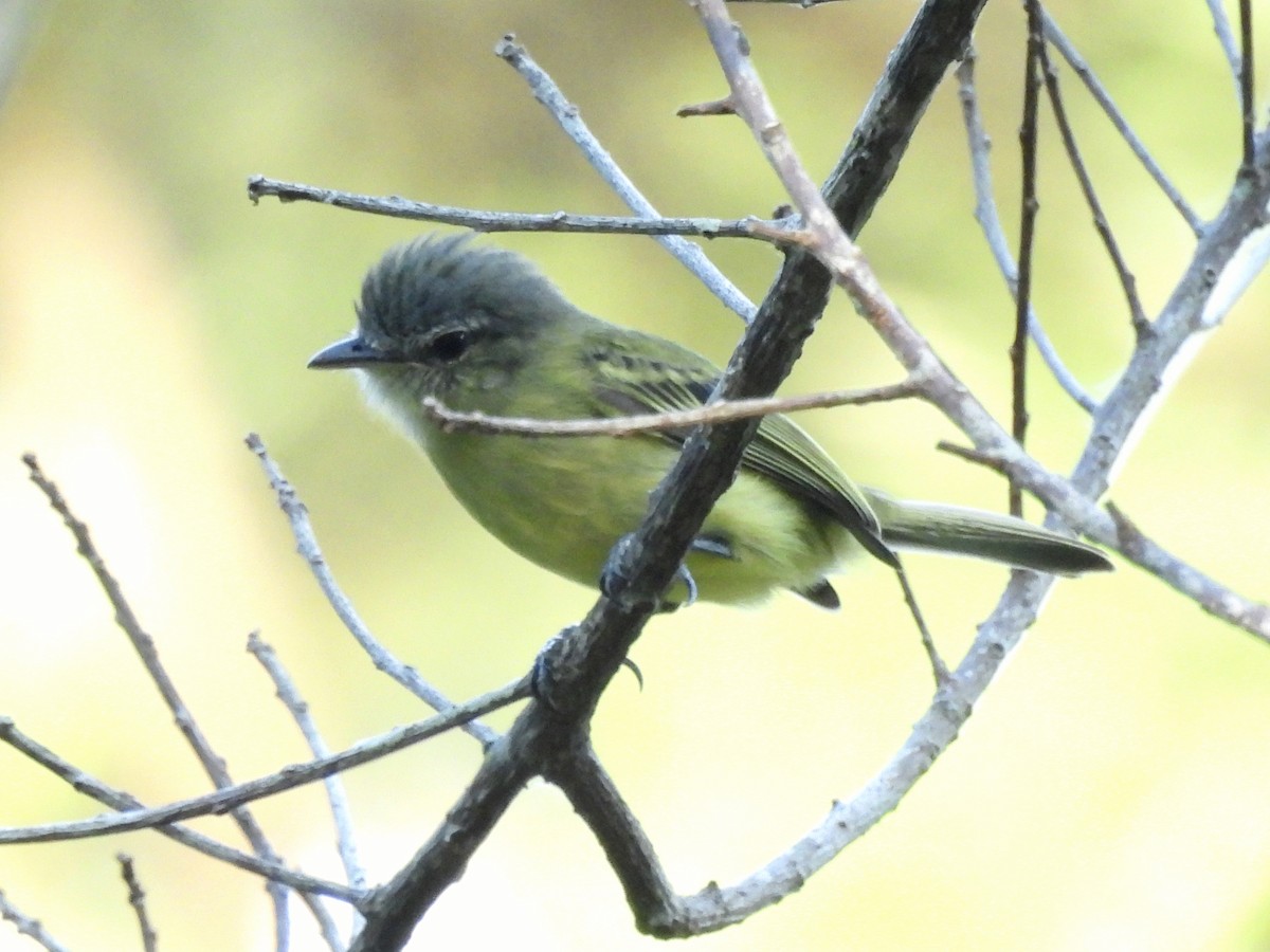 Yellow-margined Flatbill - ML641894344