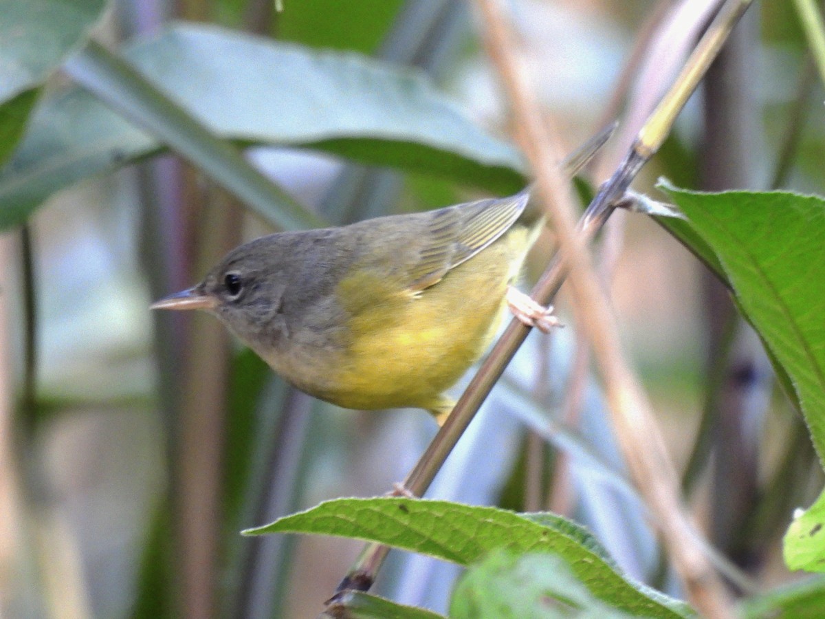 Mourning Warbler - ML641894353