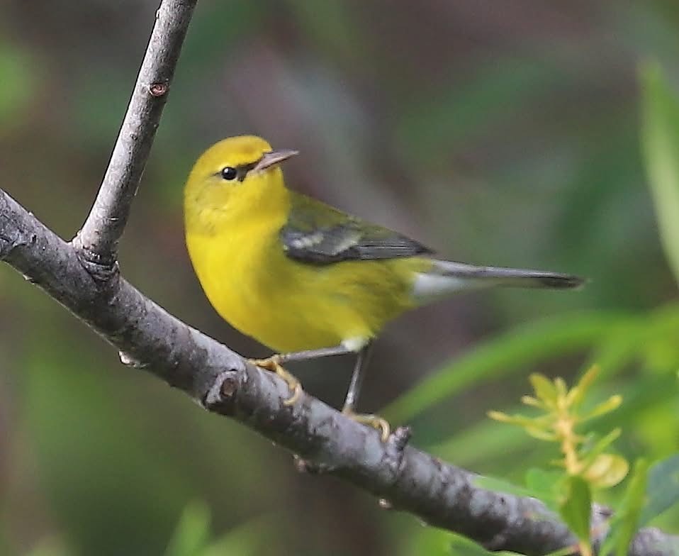 Blue-winged Warbler - ML641894354