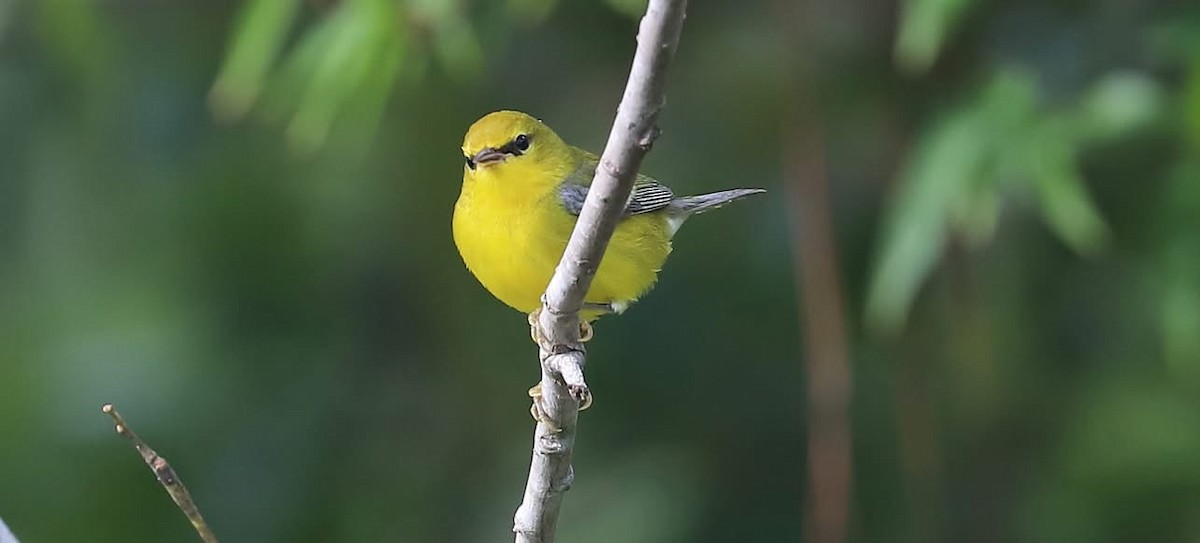 Blue-winged Warbler - ML641894355