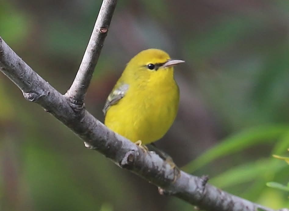 Blue-winged Warbler - ML641894356