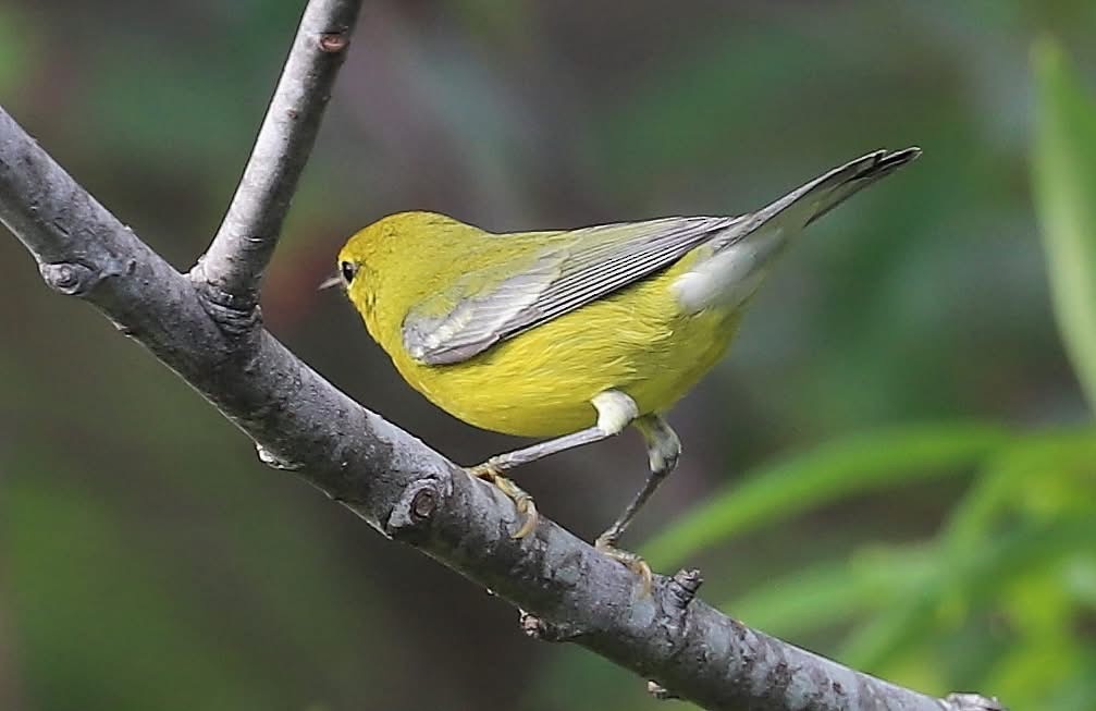 Blue-winged Warbler - ML641894357