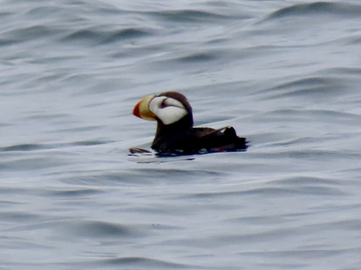 Horned Puffin - ML641894358