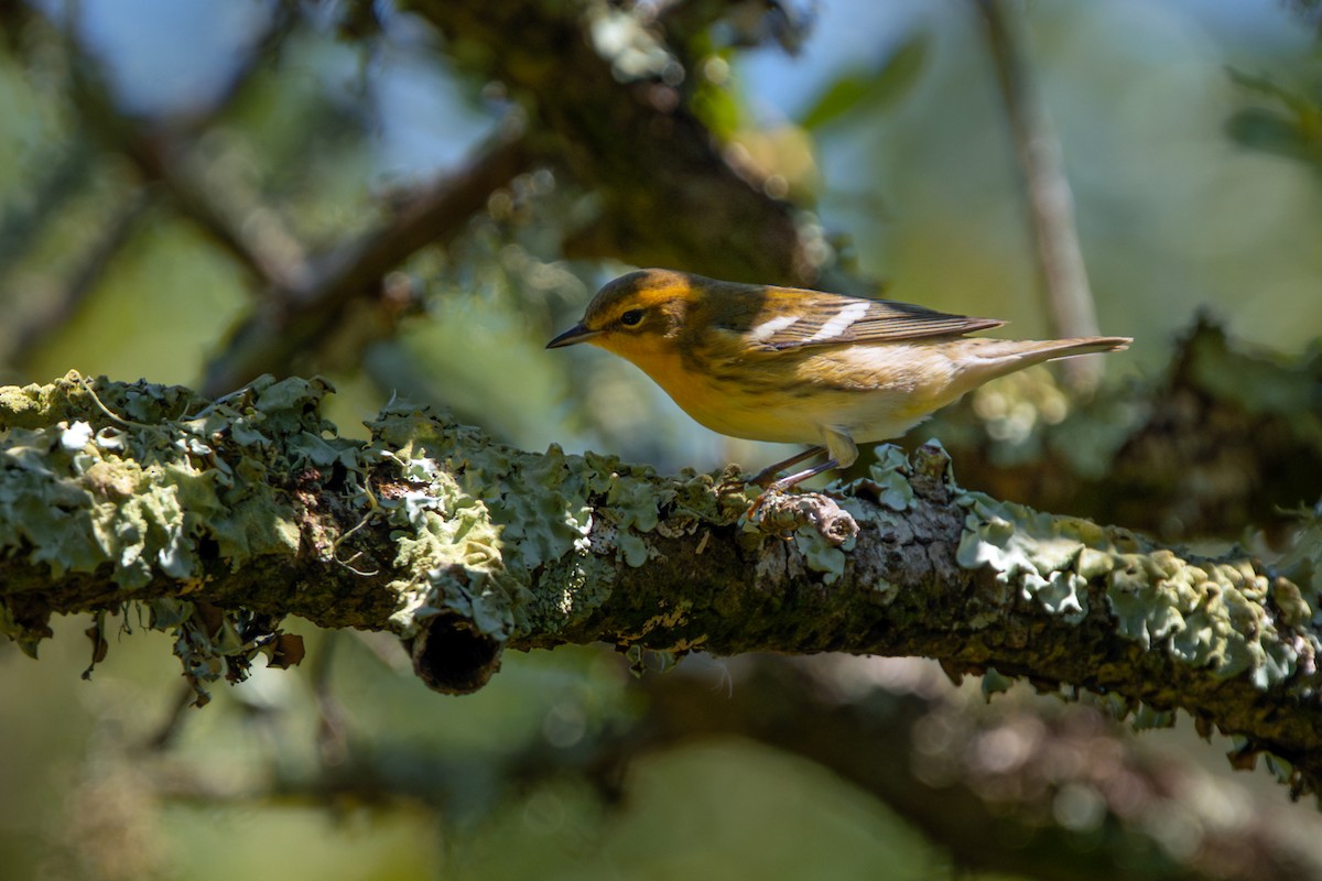 Blackburnian Warbler - ML641894386
