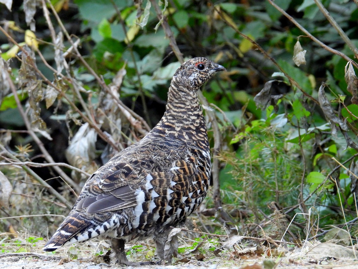 Spruce Grouse - ML641894455