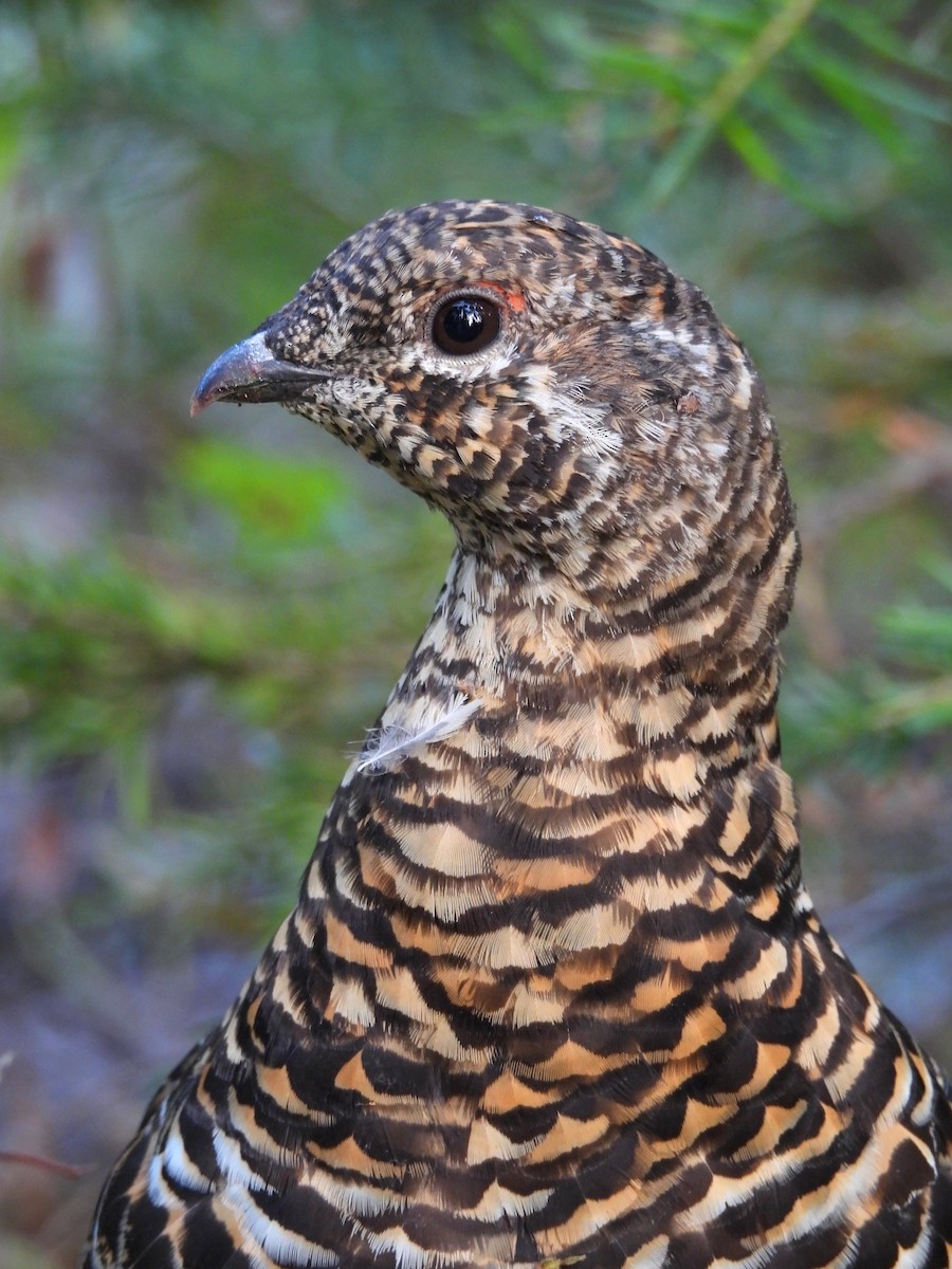 Spruce Grouse - ML641894469