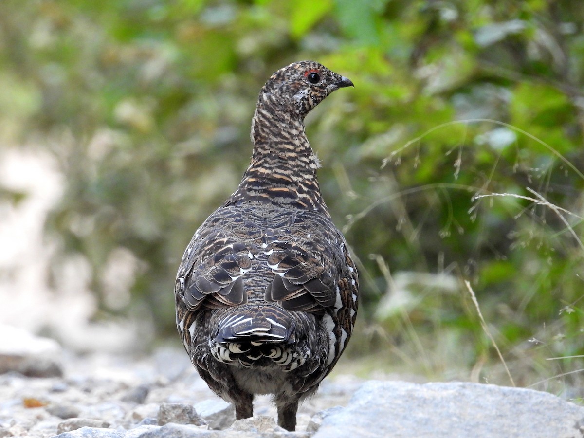Spruce Grouse - ML641894475