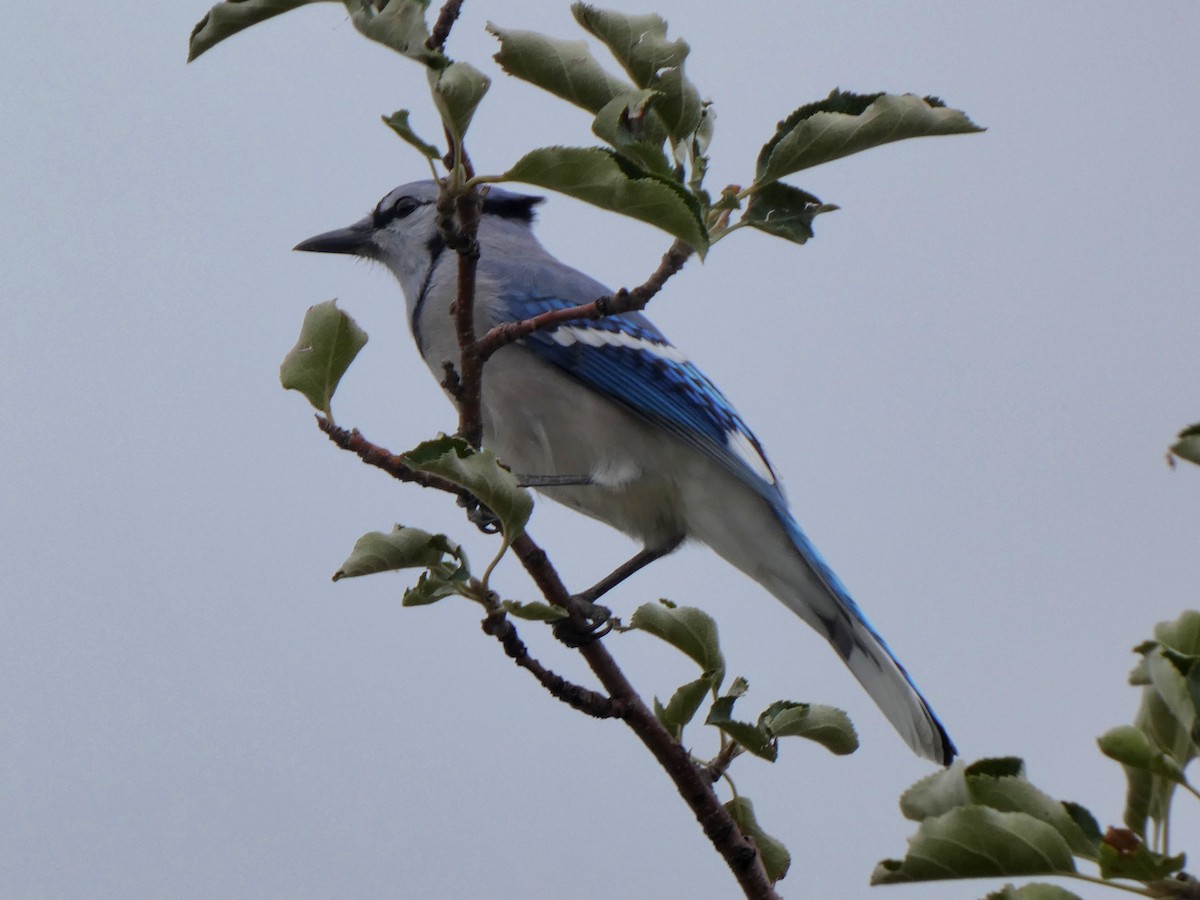 Blue Jay - ML641894522