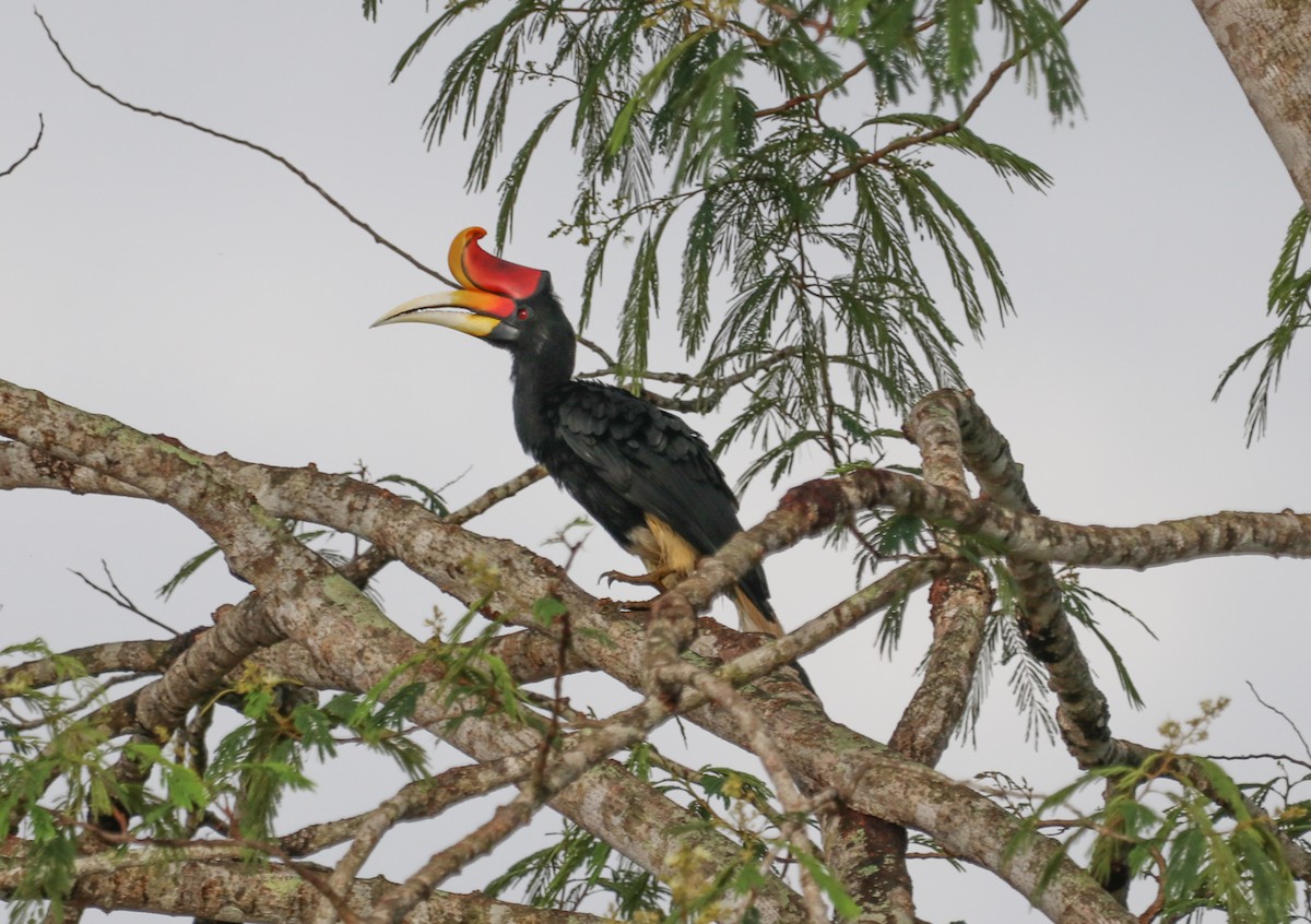 Гомрай великий - ML641894547