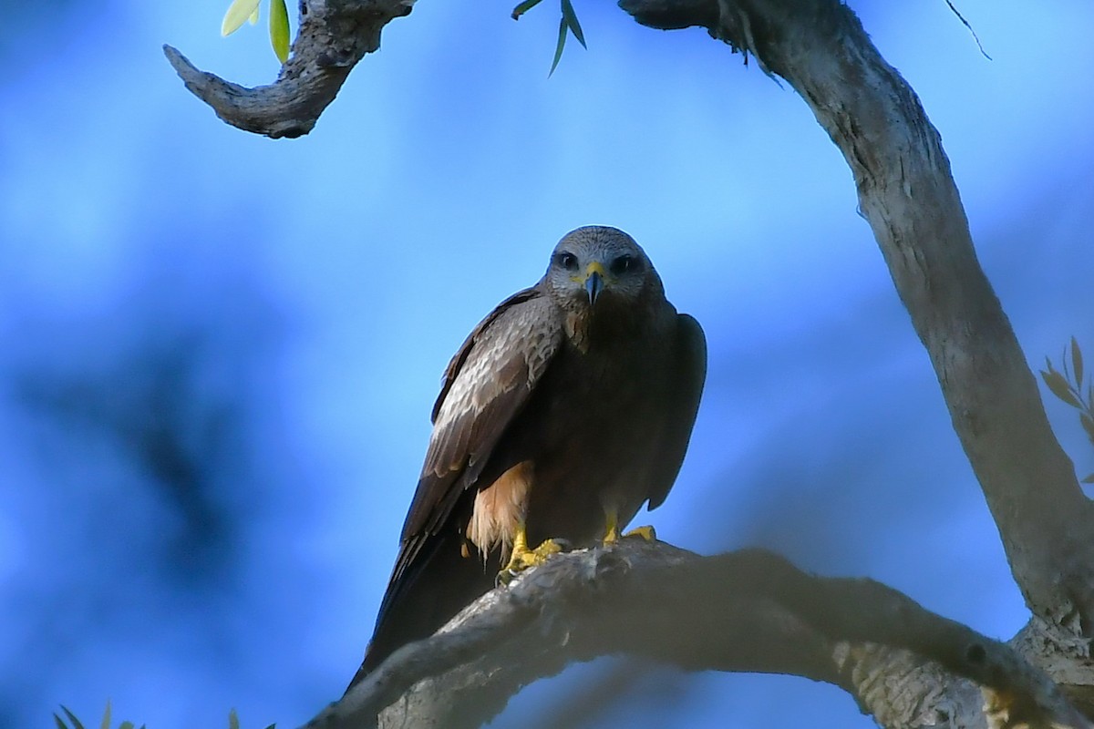 Black Kite - ML641894566