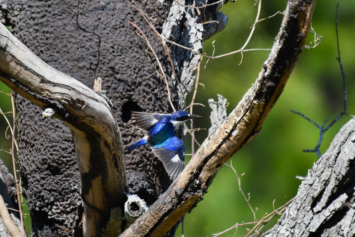 Forest Kingfisher - ML641894571