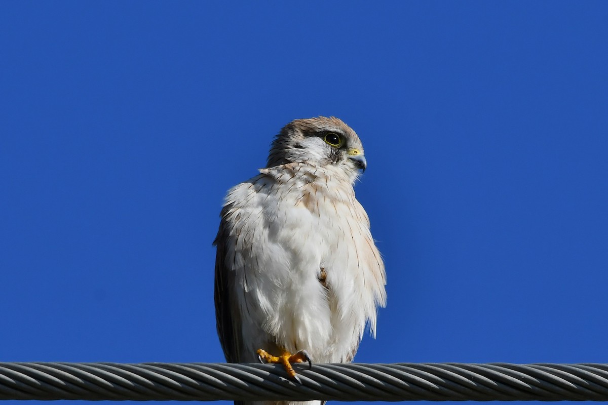 Nankeen Kestrel - ML641894581