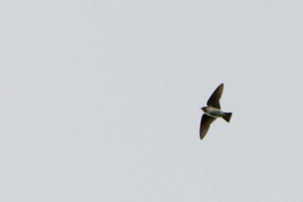 Cliff Swallow - ML641894585