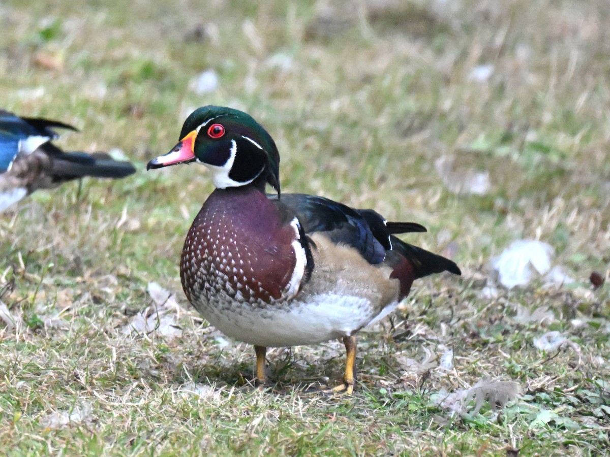 Canard branchu - ML641894601