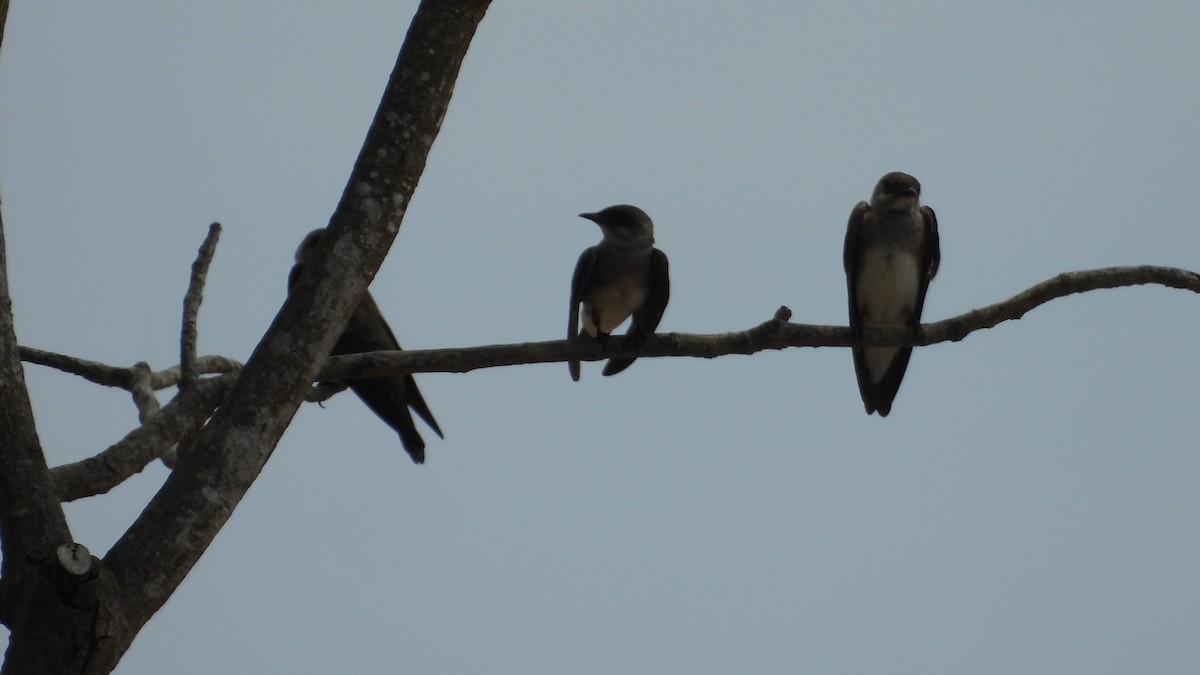 Brown-chested Martin - ML641894613