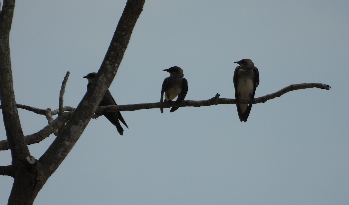 Brown-chested Martin - ML641894614