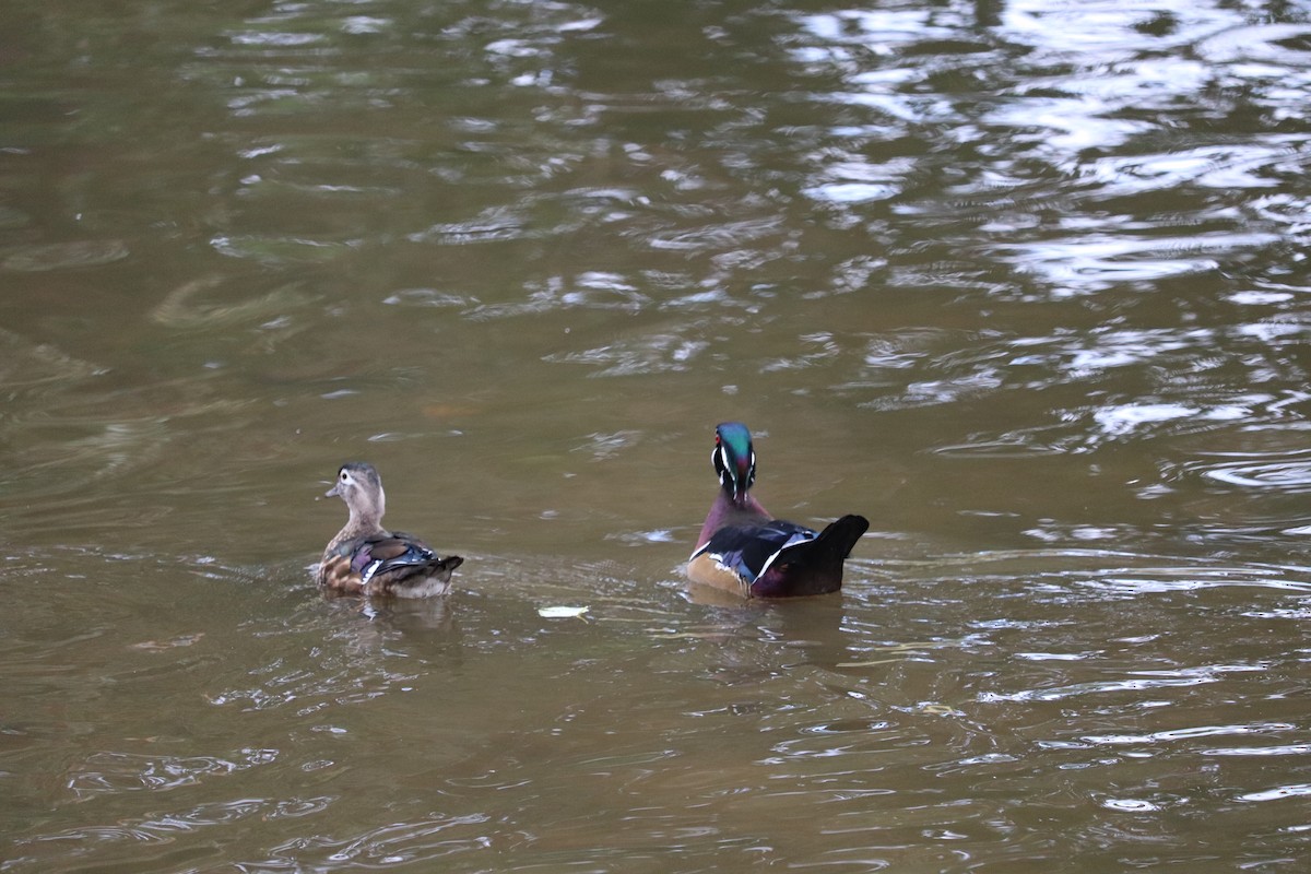 Canard branchu - ML641894624