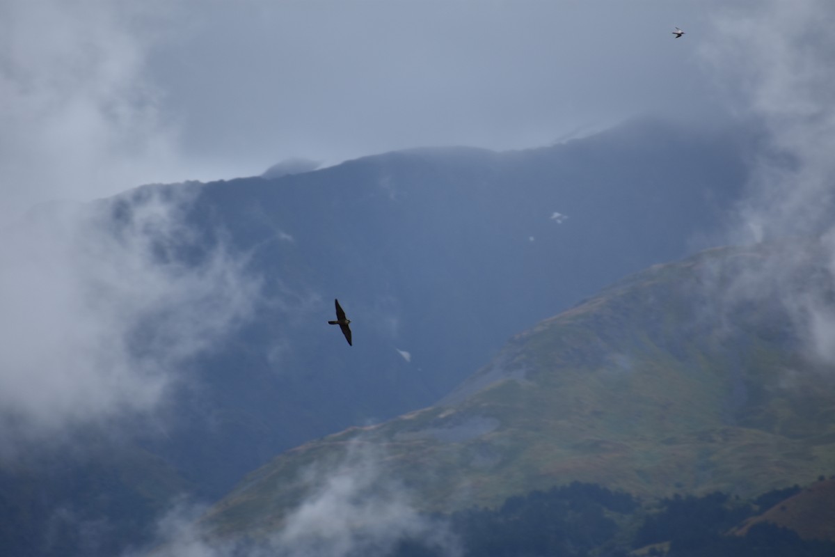 Peregrine Falcon - ML641894630