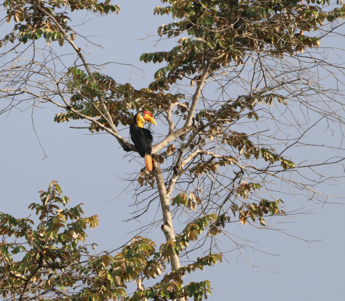 Калао білогорлий - ML641894641