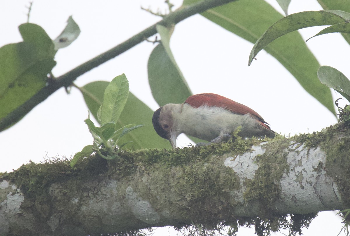 Scarlet-backed Woodpecker - ML641894643