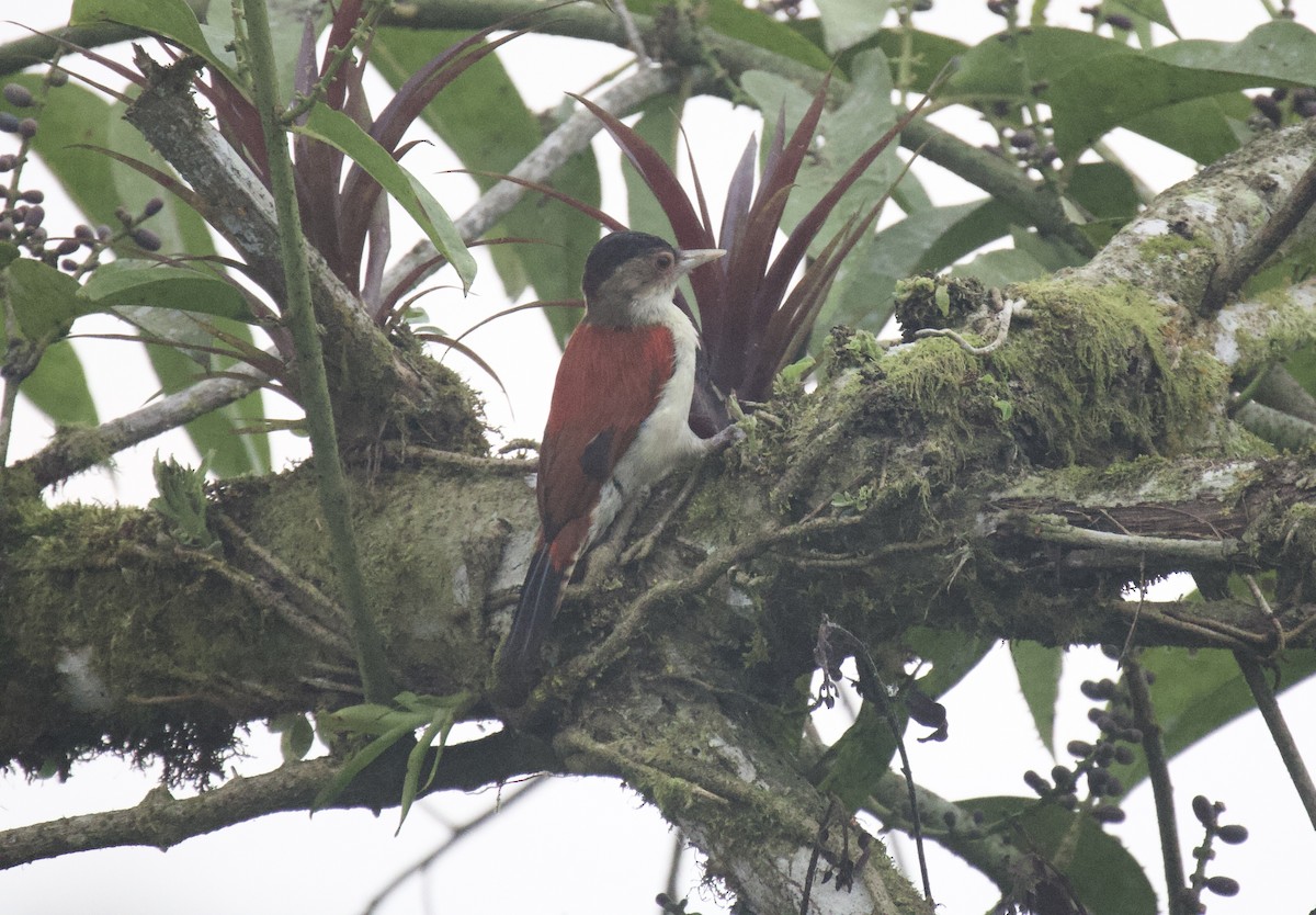 Scarlet-backed Woodpecker - ML641894644