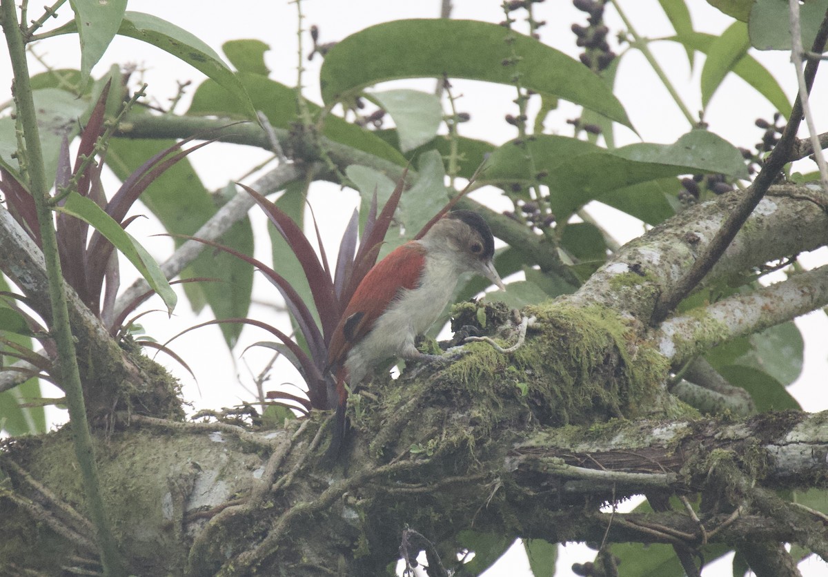 Scarlet-backed Woodpecker - ML641894645