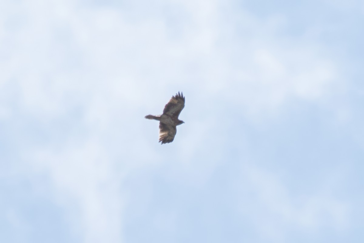 Little Eagle - ML641894647