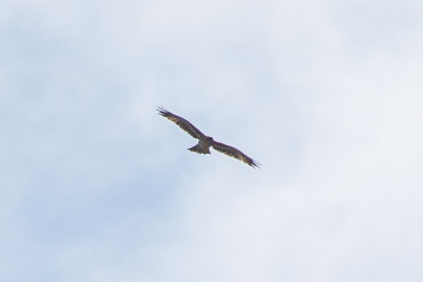 Little Eagle - ML641894656