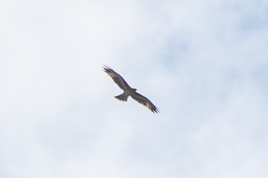 Little Eagle - ML641894657