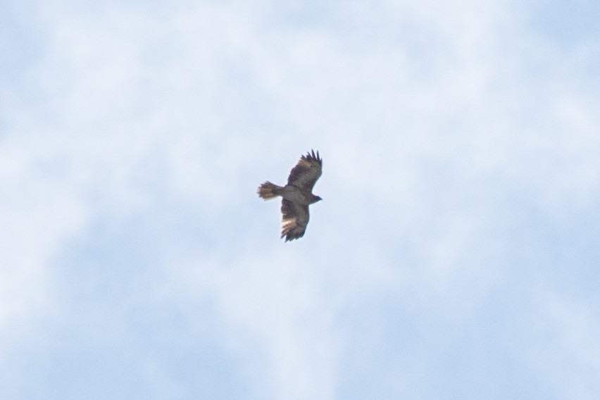 Little Eagle - ML641894658