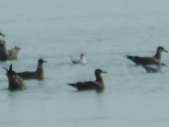 gull sp. - ML641894659