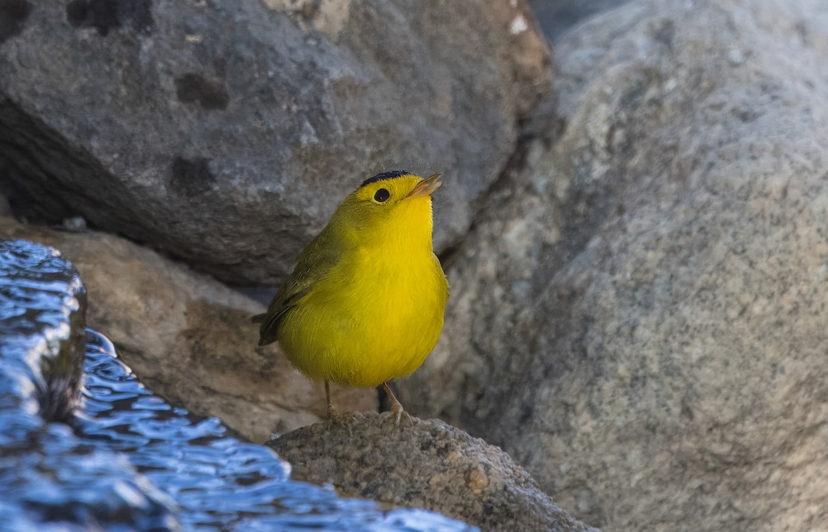 Wilson's Warbler - ML641894660