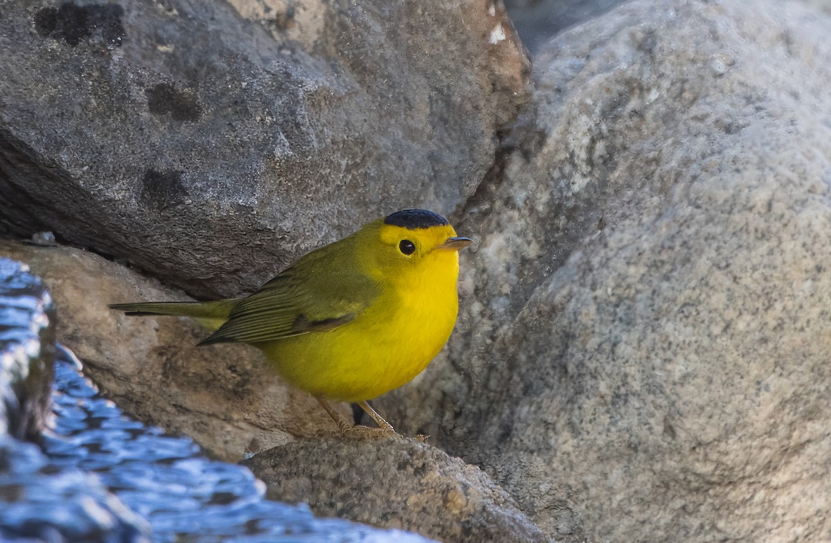 Wilson's Warbler - ML641894665