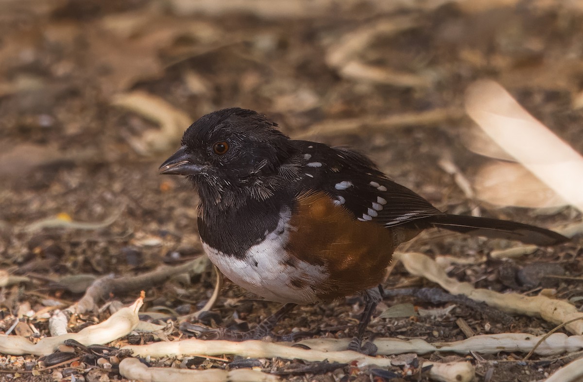 Spotted Towhee - ML641894694