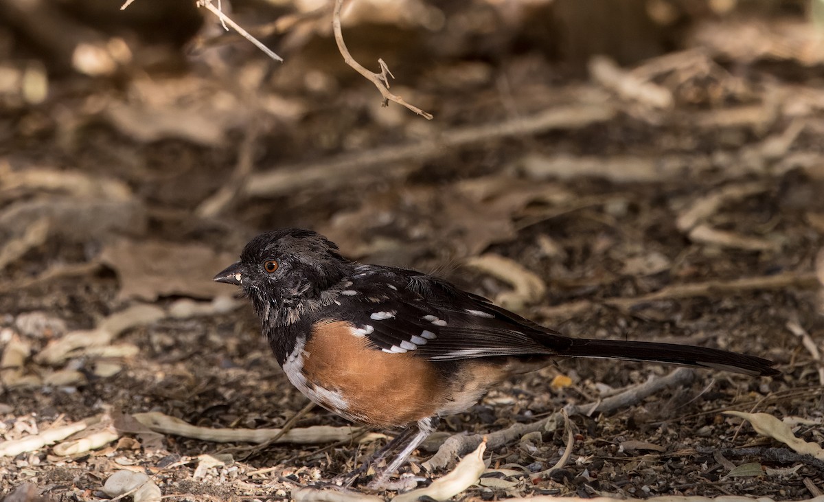 Spotted Towhee - ML641894695