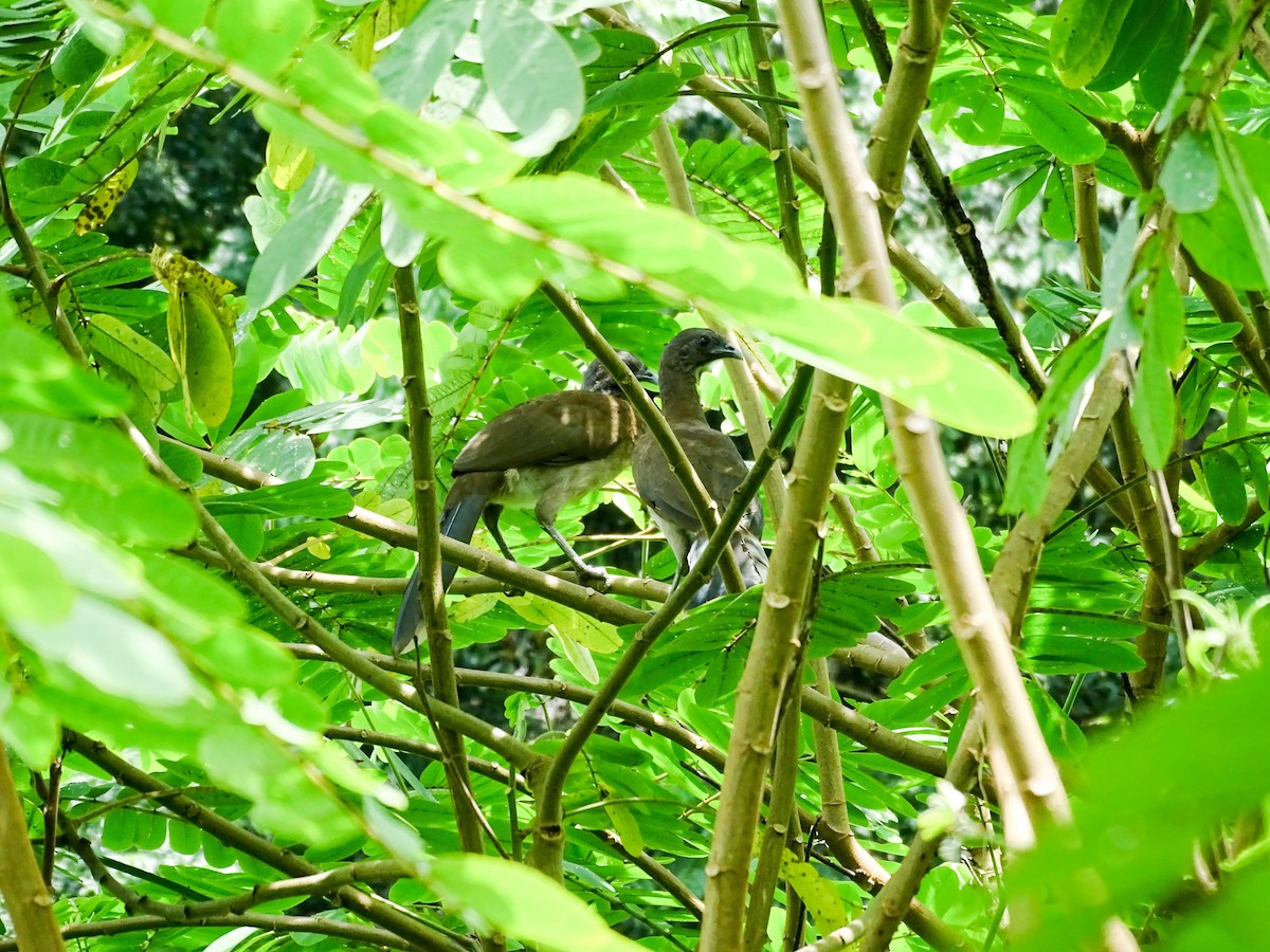 Gray-headed Chachalaca - ML641894708