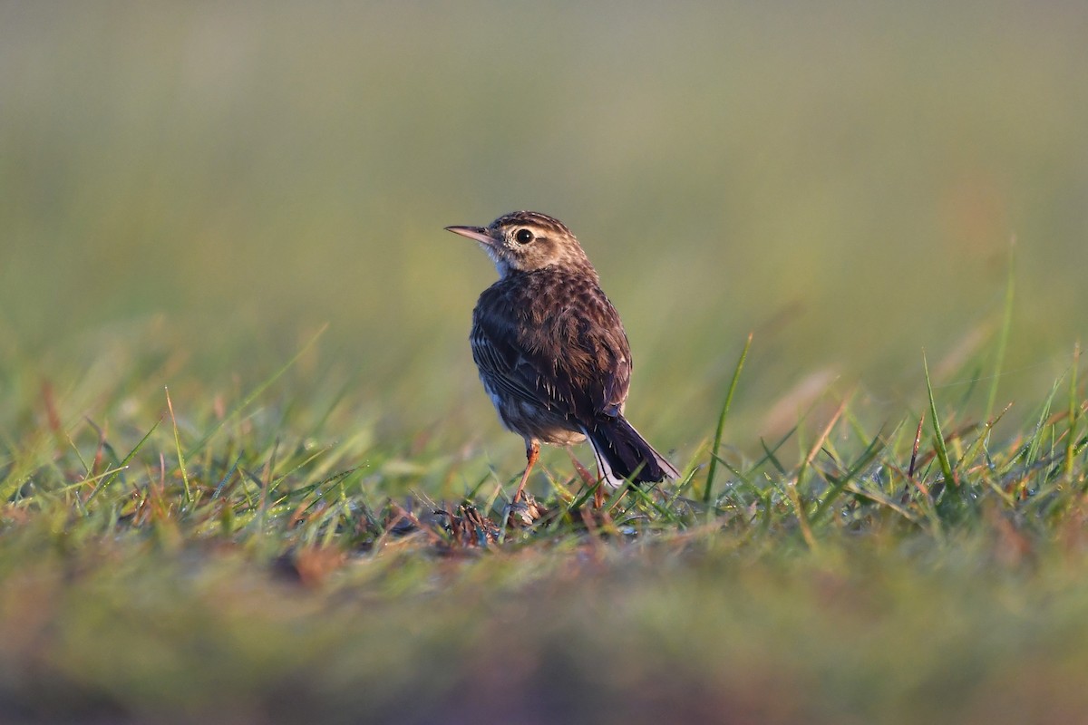 Australian Pipit - ML641894714